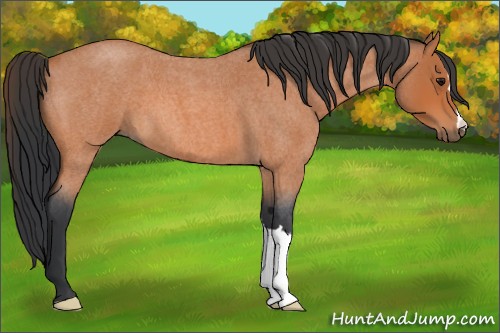 Horse Color:Bay Roan 