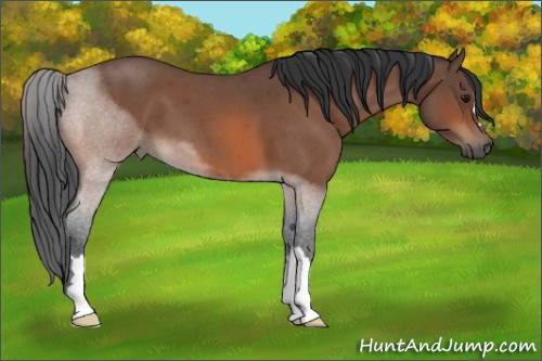 Horse Color:Bay Roan 