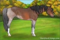 Horse Color:Bay Roan