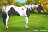 Horse Color:Black Tobiano