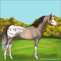 Horse Color:Bay Roan Dun Splash Appaloosa 