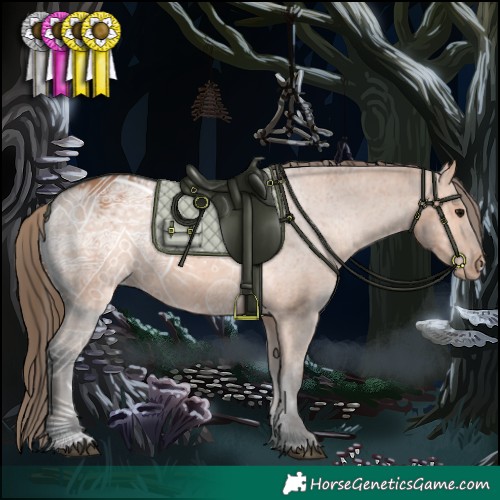 Horse Color:Bay Appaloosa 