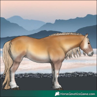 Horse Color:Palomino Onyx 