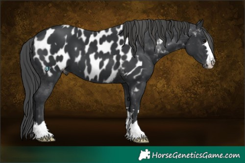 Horse Color:Black Appaloosa 