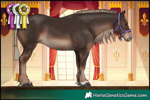 Horse Color:Liver Chestnut Rabicano 