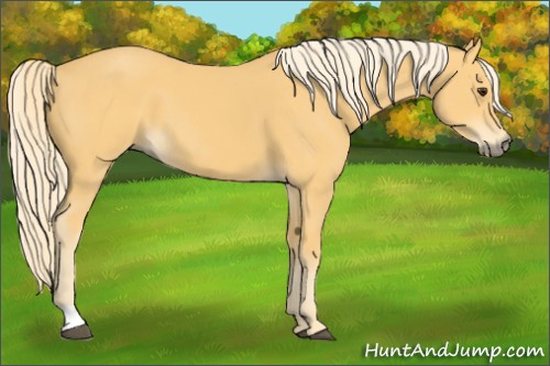 Horse Color:Palomino