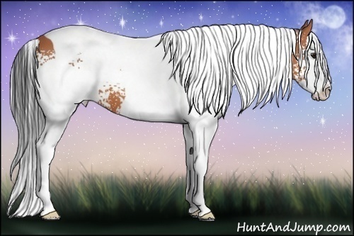 Horse Color:White Spotted Bay Splash Tobiano