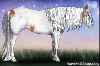 Horse Color:White Spotted Bay Splash Tobiano 