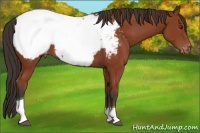 Horse Color:Brown Tobiano Appaloosa 