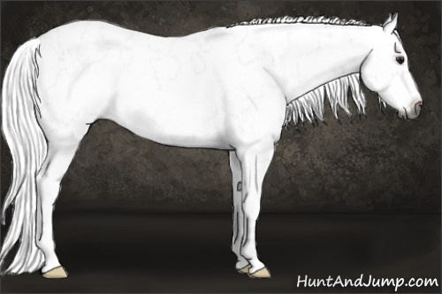Horse Color:Gray White Spotted Silver Bay Frame Rabicano