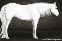 Horse Color:Gray White Spotted Silver Bay Frame Rabicano