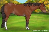 Horse Color:Bay Tobiano 