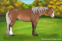 Horse Color:Silver Bay 