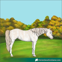 Horse Color:Perlino Sabino and Perlino Sabino