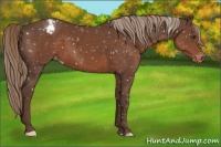 Horse Color:Liver Chestnut Snowflake Varnish