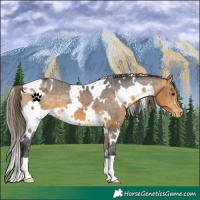 Horse Color:White Spotted Buckskin Appaloosa