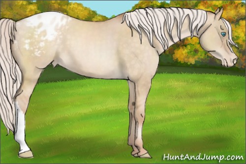 Horse Color:Silver Buckskin Pearl Dun Appaloosa 