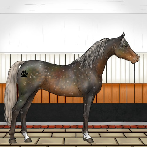 Horse Color:Silver Smoky Black Snowflake Varnish