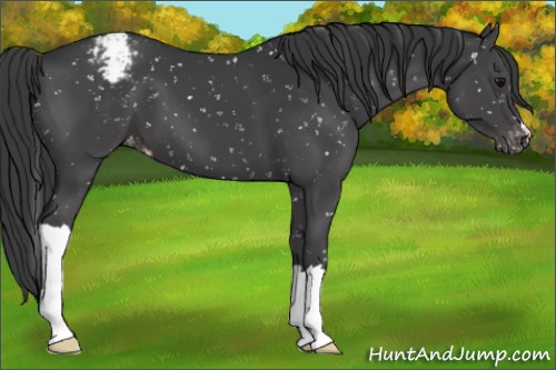 Horse Color:Black Appaloosa
