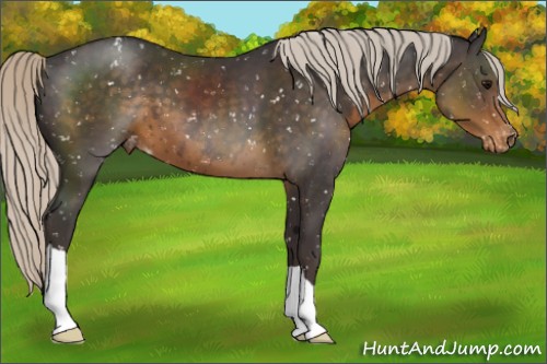 Horse Color:Silver Smoky Black Appaloosa 