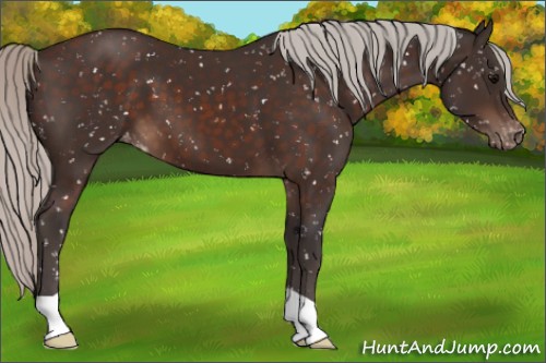 Horse Color:Silver Brown Snowflake Varnish 