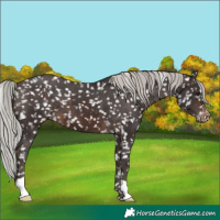 Horse Color:Silver Brown Snowflake Varnish 