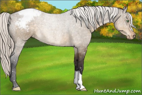 Horse Color:Silver Buckskin Dun Appaloosa 