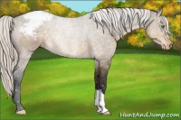 Horse Color:Silver Buckskin Dun Appaloosa