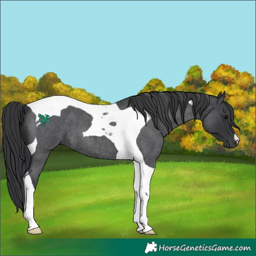 Horse Color:Blue Roan Tobiano 