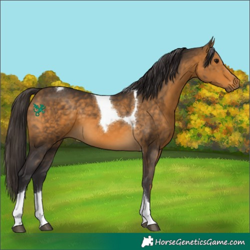 Horse Color:Buckskin Tobiano