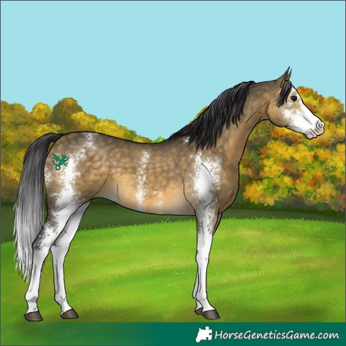 Horse Color:Buckskin Dun Sabino 