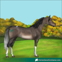 Horse Color:Brown Dun Tobiano 