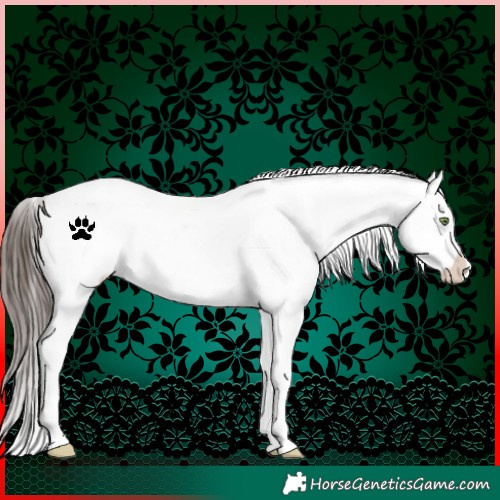 Horse Color:White Spotted Liver Red Dun Snowflake Varnish
