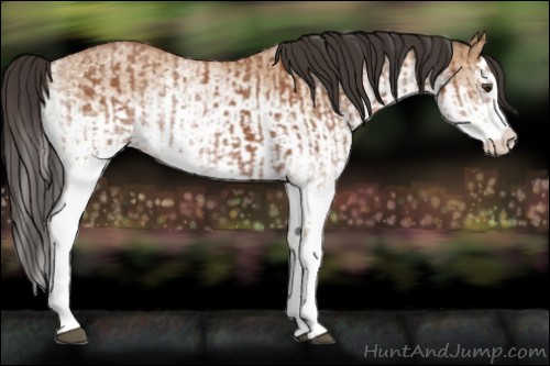 Horse Color:White Spotted Bay Splash  and White Spotted Bay Dun Splash 