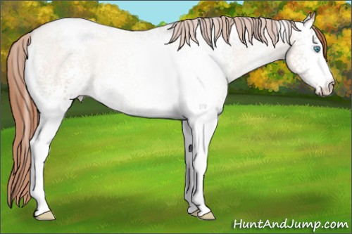 Horse Color:White Spotted Buckskin Roan Pearl Dun Appaloosa
