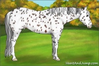 Horse Color:Brown Appaloosa