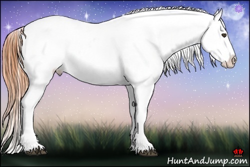 Horse Color:Buckskin Roan Dun Appaloosa 