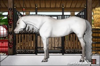 Horse Color:Gray Classic Champagne Dun 