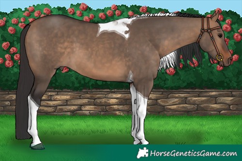 Horse Color:Bay Dun Tobiano 