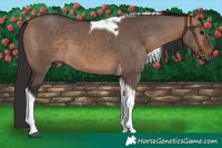 Horse Color:Bay Dun Tobiano 