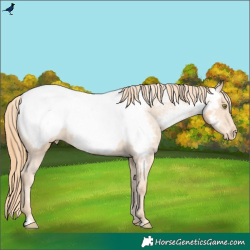 Horse Color:Gold Champagne Near Fewspot