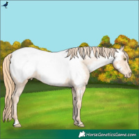 Horse Color:Gold Champagne Appaloosa