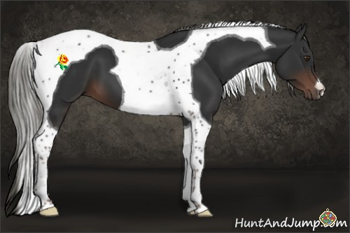 Horse Color:Liver Chestnut Mushroom Tobiano 
