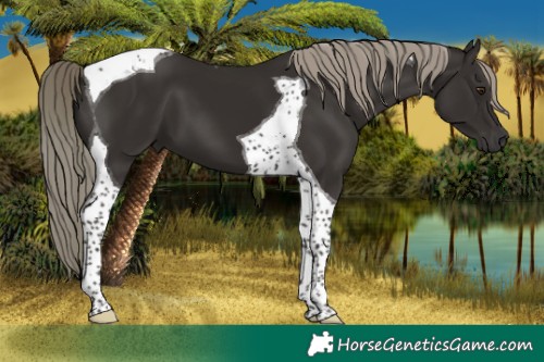 Horse Color:Liver Chestnut Mushroom Tobiano 