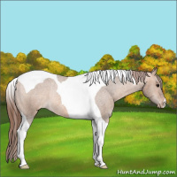 Horse Color:Bay Dun Tobiano Appaloosa Rabicano