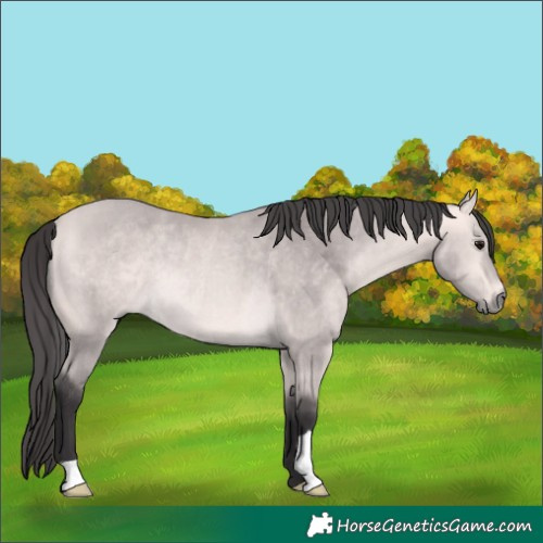 Horse Color:Platinum Buckskin Rabicano 