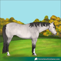Horse Color:Platinum Buckskin Rabicano 