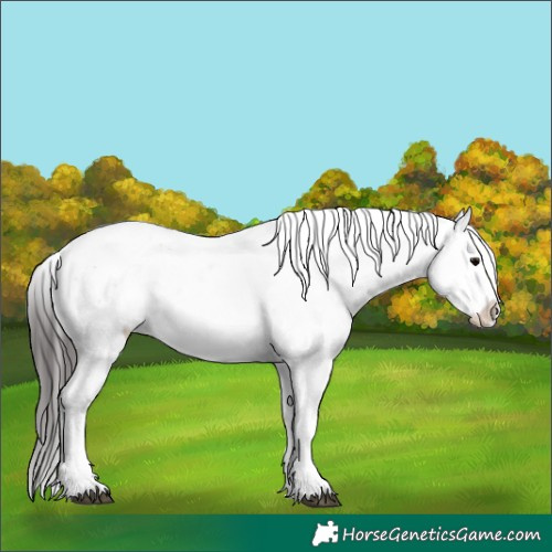 Horse Color:Brown Sabino Appaloosa