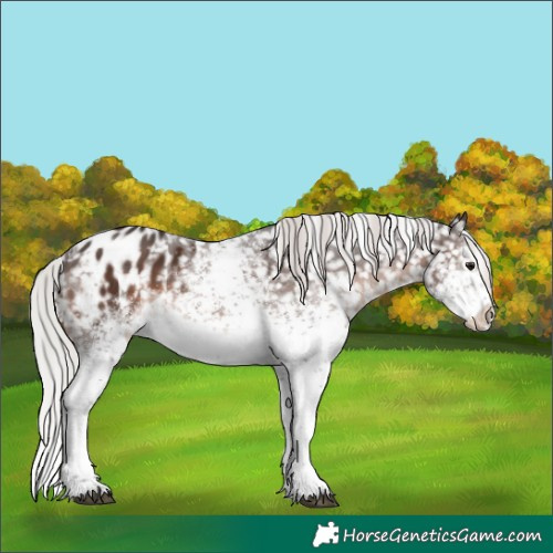 Horse Color:White Spotted Silver Brown Sabino Appaloosa Rabicano 