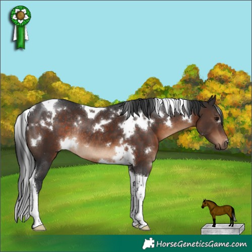 Horse Color:White Spotted Brown Tobiano Rabicano 